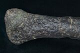 Allosaurus Metatarsal (Toe) Bone - With Stand #15321-4